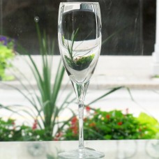 ALLEGRO by Lenox Crystal Champagne Flute 8.4" tall
