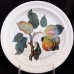 Portmeirion Pomona Salad Plate Squash Pear 8.5" 