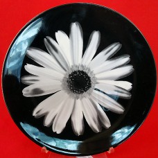 Wedgwood Bloomers Night & Day White Gerbar Lily  8" 