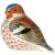 Royal Crown Derby Chaffinch 2.75" tall
