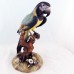 Royal Crown Derby Macaw XXXV 10 inches tall