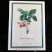 Tettau Fruit Wall Plaques 9.5" long Set of 6 Germany