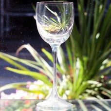 Kosta Boda LOUISE Red Wine 7.75" tall Sweden NEW Never Used